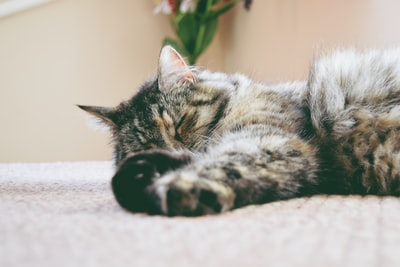 灰猫睡在垫子上